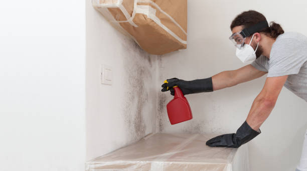 Basement Mold Remediation treatment on basement walls in Occoquan